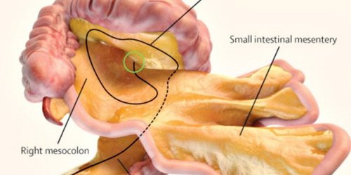 Màng Ruột Treo cơ quan mới phát hiện trong cơ thể Người