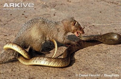 Những loài săn mồi ăn thịt rắn độc như ăn kẹo