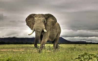 Những loài động vật lớn khổng lồ nhất trên thế giới