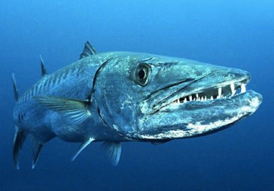 Những loài thủy quái nước ngọt nguy hiểm nhất hành tinh