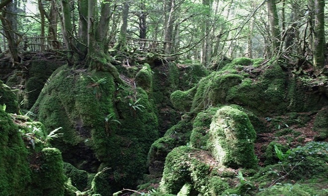 Hình ảnh những khu rừng đẹp như trong Truyện Cổ Tích